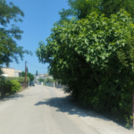 Κλαδιά από εγκαταλελειμμένο σπίτι προεξέχουν προς τον δρόμο στη Ροδίτσα και περιορίζουν την ορατότητα απέναντι από παιδική χαρά