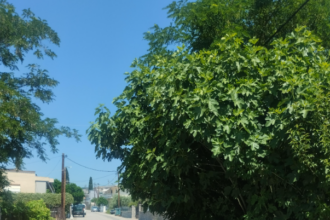 Κλαδιά από εγκαταλελειμμένο σπίτι προεξέχουν προς τον δρόμο στη Ροδίτσα και περιορίζουν την ορατότητα απέναντι από παιδική χαρά