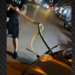 Φίδι μέσα στη μηχανή αυτοκινήτου πριν απομακρυνθεί με ειδική λαβίδα