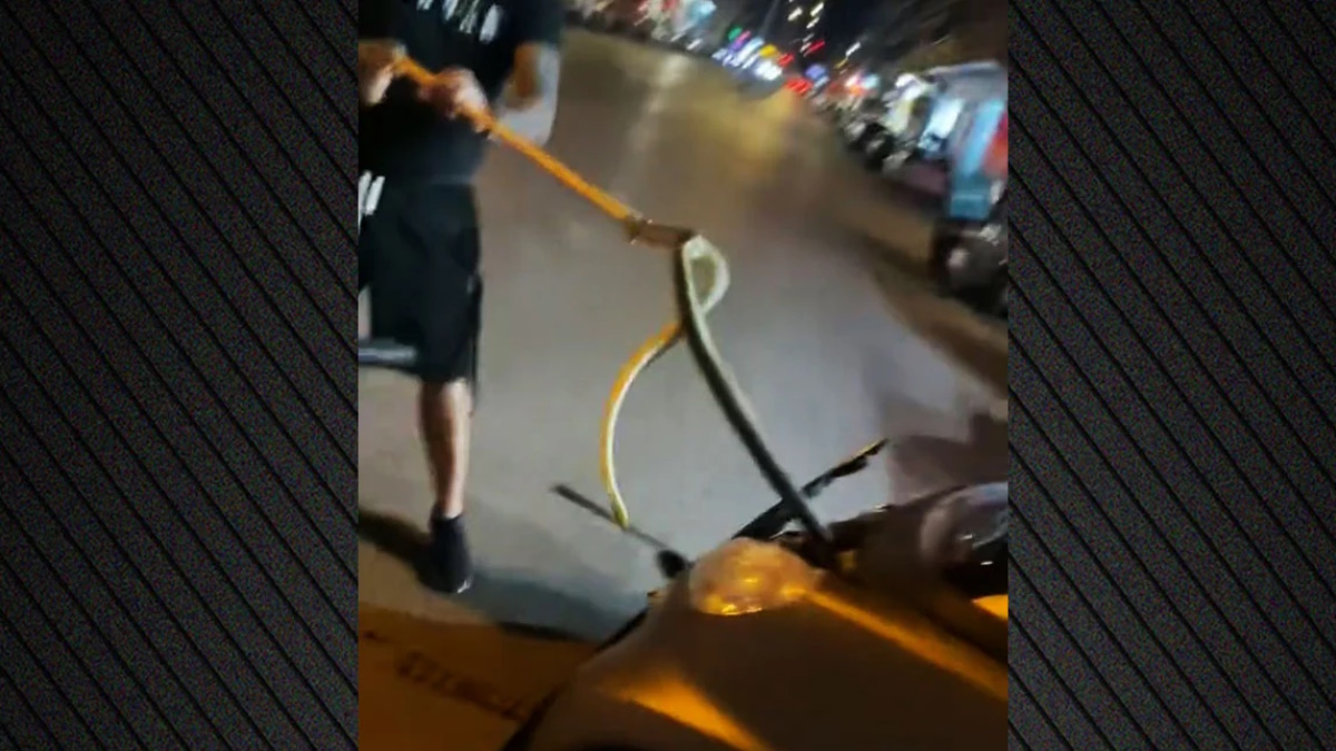 Φίδι μέσα στη μηχανή αυτοκινήτου πριν απομακρυνθεί με ειδική λαβίδα