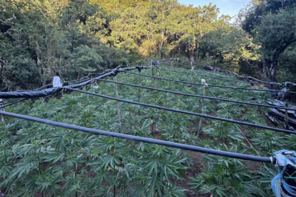 Αστυνομικοί εντόπισαν και ξήλωσαν φυτεία κάνναβης σε δασική περιοχή στα Καμένα Βούρλα