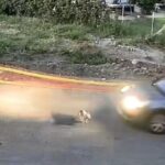 Έρευνες στη Γαστούνη για τον εντοπισμό του οδηγού που χτύπησε τη σκυλίτσα