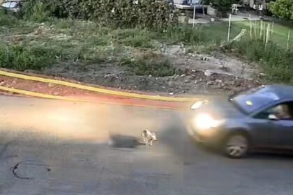 Έρευνες στη Γαστούνη για τον εντοπισμό του οδηγού που χτύπησε τη σκυλίτσα