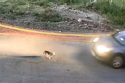 Γκρι όχημα σε δρόμο της Γαστούνης σε στιγμιότυπο από κάμερα ασφαλείας