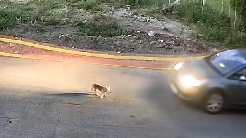 Γκρι όχημα σε δρόμο της Γαστούνης σε στιγμιότυπο από κάμερα ασφαλείας