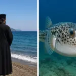 Ρασοφόρος σε παραλία της Νότιας Εύβοιας κατά τη διάρκεια περιστατικού με λαγοκέφαλο