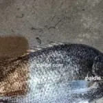 psari 1200x675 1