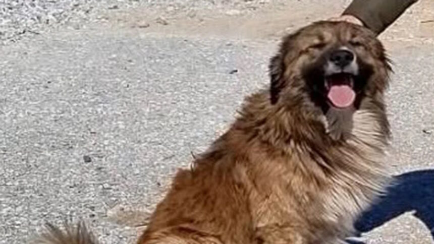 Δύο αδέσποτα σκυλιά στην Καρυά Ελασσόνας μετά από περιστατικό δηλητηρίασης