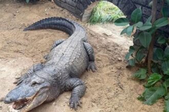 Crocodile