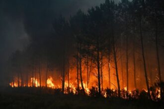 Fotia pro 1752484 0e410478 wilfires