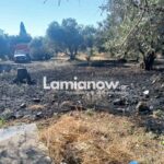Πυροσβεστικά οχήματα σε χωράφι ανάμεσα στη Ροδίτσα και τη Νέα Μαγνησία Λαμίας