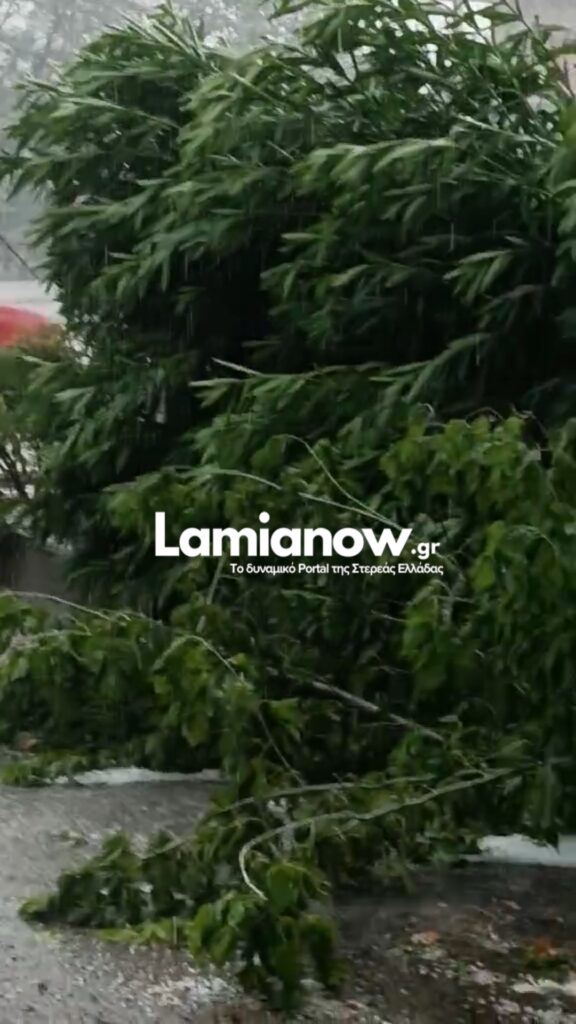 fotia bradi lamianow 1
