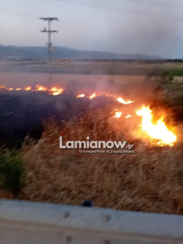 fotia lamia 8