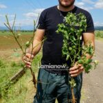 Κατεστραμμένες καλλιέργειες στη Λαμία μετά τη χαλαζόπτωση και τη νεροποντή