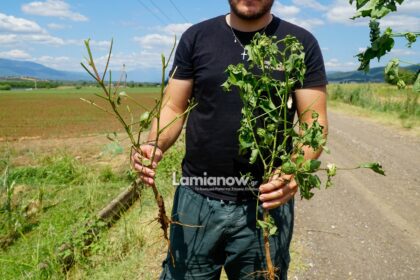 Κατεστραμμένες καλλιέργειες στη Λαμία μετά τη χαλαζόπτωση και τη νεροποντή