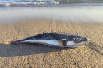 Προστατευτικά δίχτυα σε παραλία του Βόρειου Ευβοϊκού για την προστασία των λουομένων