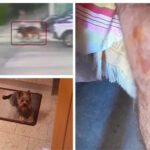 Λυκόσκυλο δεμένο έξω από φούρνο στα Βριλήσσια