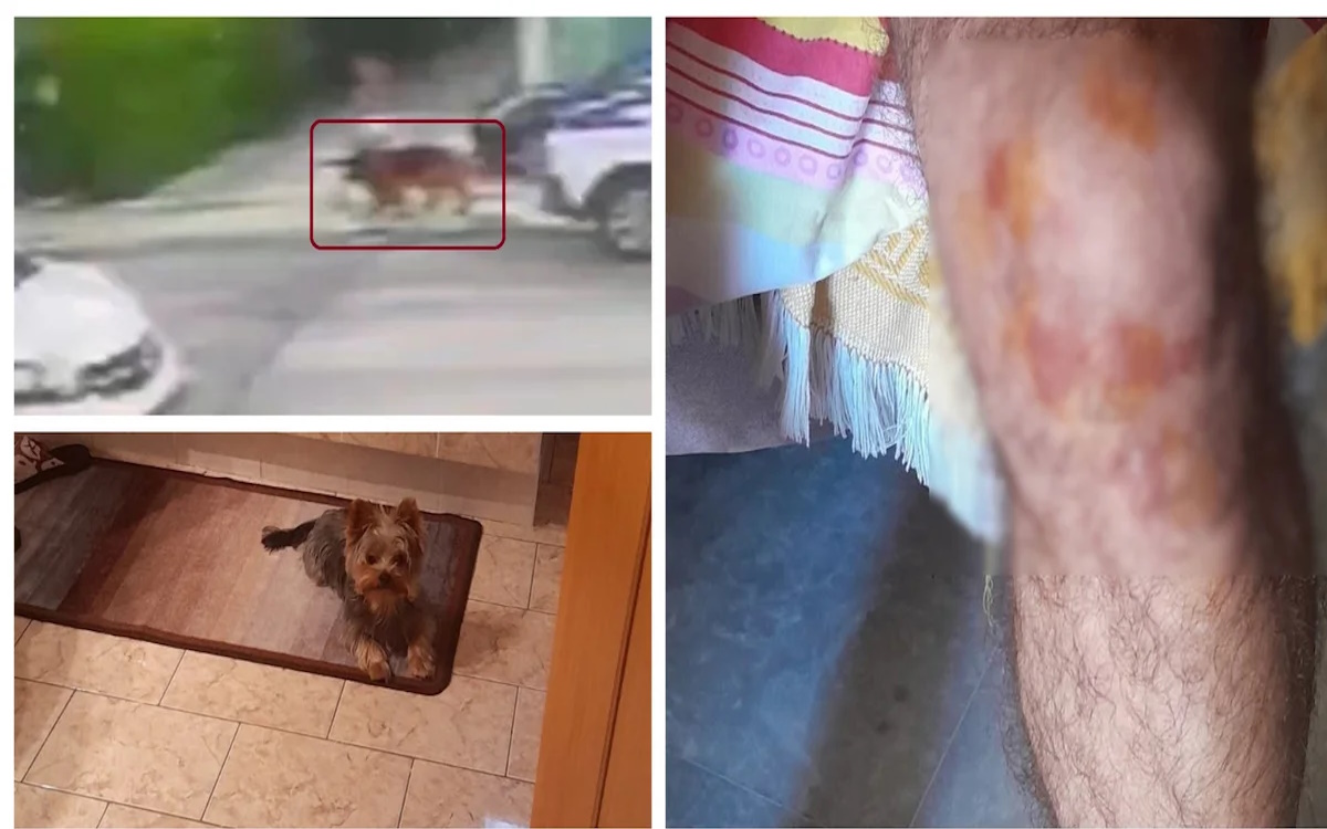 Λυκόσκυλο δεμένο έξω από φούρνο στα Βριλήσσια