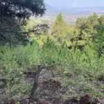 Αστυνομική επιχείρηση σε αγροτική περιοχή για εντοπισμό φυτείας κάνναβης