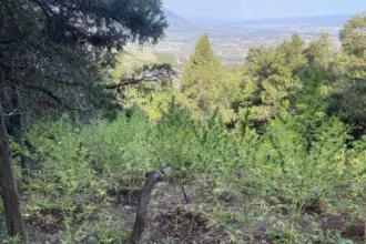 Αστυνομική επιχείρηση σε αγροτική περιοχή για εντοπισμό φυτείας κάνναβης
