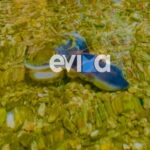 Σπάνιο χταπόδι «σεντόνι» στα ρηχά της παραλίας Αλμυροποτάμου στην Εύβοια