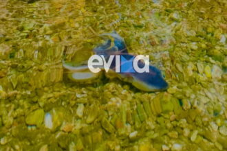 Σπάνιο χταπόδι «σεντόνι» στα ρηχά της παραλίας Αλμυροποτάμου στην Εύβοια